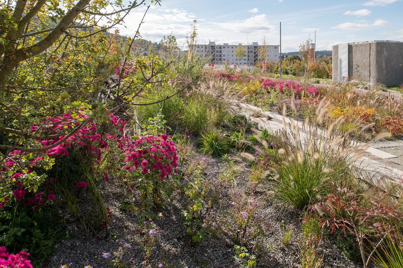 A1 Einhausung Schwamendingen mit Ueberlandpark und Sanierung Schöneichtunnel – Juliet Haller, Amt für Städtebau Zürich