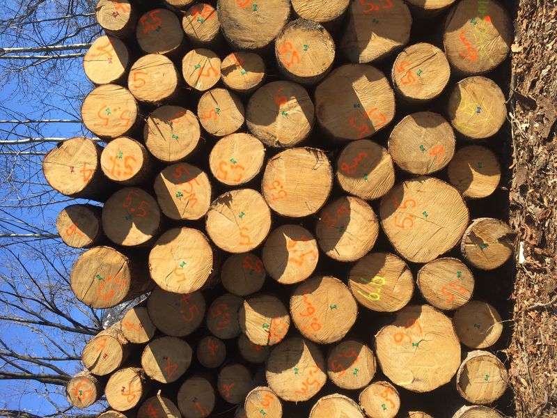 Kindergarten Untervaz – Rundholz im Winter 2023 – ARGE Weitschies Krähenbühl